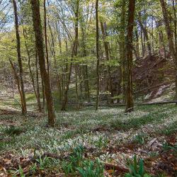 Отдых в Крыму | Гора Могаби - маршрут прогулки по лесу из Ялты