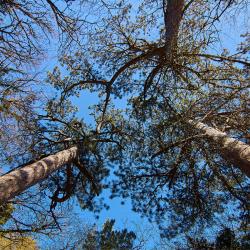 Гора Могаби - маршрут прогулки по лесу из Ялты