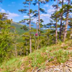 Отдых в Крыму | Ставрикайская тропа - маршрут восхождения на яйлу из Ялты