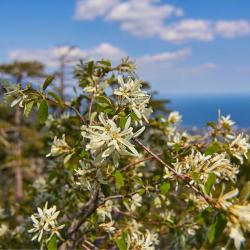 Отдых в Крыму | Ставрикайская тропа - маршрут восхождения на яйлу из Ялты